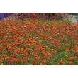 Kép 2/6 - Geum coccineum 'Dark and Stormy' – Skarlátvörös gyömbérgyökér