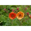 Kép 5/6 - Geum coccineum 'Dark and Stormy' – Skarlátvörös gyömbérgyökér