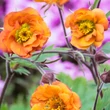 Kép 6/6 - Geum coccineum 'Dark and Stormy' – Skarlátvörös gyömbérgyökér