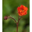 Kép 3/6 - Geum coccineum 'Dark and Stormy' – Skarlátvörös gyömbérgyökér
