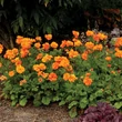 Kép 2/7 - Geum 'Fire Storm' – Gyömbérgyökér