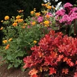 Kép 4/7 - Geum 'Fire Storm' – Gyömbérgyökér