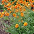 Kép 6/7 - Geum 'Fire Storm' – Gyömbérgyökér