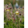 Kép 2/4 - Geum 'Lemon Drops' - Gyömbérgyökér