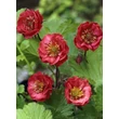 Kép 1/4 - Geum rivale 'Flames of Passion' – Gyömbérgyökér