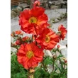 Kép 4/5 - Geum hybridum 'Tempest Scarlet' - Gyömbérgyökér
