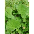 Kép 2/5 - Geum hybridum 'Tempest Scarlet' - Gyömbérgyökér