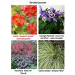 Kép 5/5 - Geum 'Tempest Scarlet' - Gyömbérgyökér