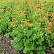 Kép 2/6 - Geum coccineum 'Tosai' – Gyömbérgyökér