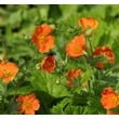 Kép 3/6 - Geum coccineum 'Tosai' – Gyömbérgyökér