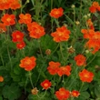 Kép 4/6 - Geum coccineum 'Tosai' – Gyömbérgyökér