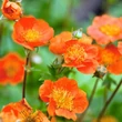 Kép 5/6 - Geum coccineum 'Tosai' – Gyömbérgyökér