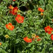 Kép 6/6 - Geum coccineum 'Tosai' – Gyömbérgyökér