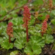 Kép 1/2 - Gunnera magellanica – Óriáslapu