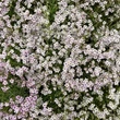 Kép 1/6 - Gypsophila repens 'Knuddel' – Fátyolvirág