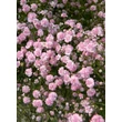 Kép 1/4 - Gypsophila paniculata 'Flamingo' – Buglyos fátyolvirág