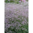 Kép 2/4 - Gypsophila paniculata 'Flamingo' – Buglyos fátyolvirág