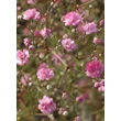 Kép 4/4 - Gypsophila paniculata 'Flamingo' – Buglyos fátyolvirág