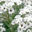 Kép 2/3 - Gypsophila paniculata 'Snowflake' – Fátyolvirág