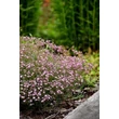Kép 2/6 - Gypsophila repens 'Knuddel' – Fátyolvirág