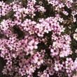 Kép 5/6 - Gypsophila repens 'Knuddel' – Fátyolvirág