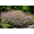 Kép 4/6 - Gypsophila repens 'Knuddel' – Fátyolvirág