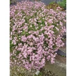 Kép 3/6 - Gypsophila repens 'Knuddel' – Fátyolvirág