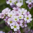 Kép 6/6 - Gypsophila repens 'Knuddel' – Fátyolvirág
