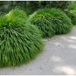 Kép 3/7 - Hakonechloa macra – Szálkafű