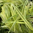Kép 6/6 - Hakonechloa macra 'Aureola' – Szálkafű