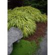 Kép 5/5 - Hakonechloa macra 'Aureola' – Szálkafű kiültetésben
