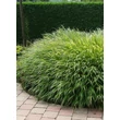 Kép 2/7 - Hakonechloa macra – Szálkafű