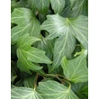 Kép 2/2 - Hedera helix 'Green Ripple' – Közönséges borostyán