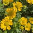 Kép 1/2 - Helenium 'Double Trouble' – Őszi napfényvirág