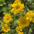 Kép 2/2 - Helenium 'Double Trouble' – Őszi napfényvirág