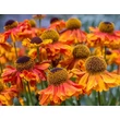 Kép 2/6 - Helenium 'Feuersiegel' – Őszi napfényvirág