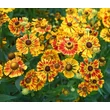 Kép 3/6 - Helenium 'Feuersiegel' – Őszi napfényvirág