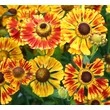 Kép 5/6 - Helenium 'Feuersiegel' – Őszi napfényvirág