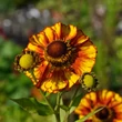 Kép 6/6 - Helenium 'Feuersiegel' – Őszi napfényvirág