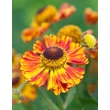 Kép 1/6 - Helenium 'Feuersiegel' – Őszi napfényvirág
