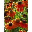 Kép 1/5 - Helenium 'Sahin's Early Flowerer' - Őszi napfényvirág