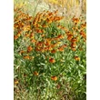 Kép 3/5 - Helenium 'Sahin's Early Flowerer' - Őszi napfényvirág