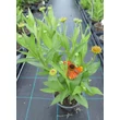 Kép 2/5 - Helenium 'Sahin's Early Flowerer' - Őszi napfényvirág