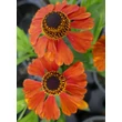 Kép 4/5 - Helenium 'Sahin's Early Flowerer' - Őszi napfényvirág