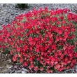 Kép 1/3 - Helianthemum 'Beach Park Red' - Napvirág (sötét rózsaszín)
