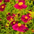 Kép 2/3 - Helianthemum 'Beach Park Red' - Napvirág (sötét rózsaszín)