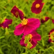 Kép 3/3 - Helianthemum 'Beach Park Red' - Napvirág (sötét rózsaszín)