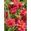 Kép 2/3 - Helianthemum 'Cerise Queen' - Napvirág