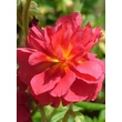 Kép 1/3 - Helianthemum 'Cerise Queen' - Napvirág