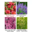 Kép 3/3 - Helianthemum 'Cerise Queen' - Napvirág